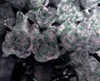 Bouquet de roses