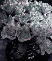 Bouquet de roses