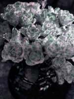 Bouquet de roses