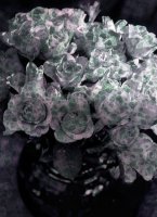 Bouquet de roses