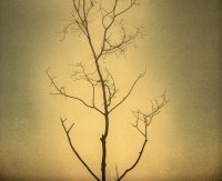 Arbre fond or