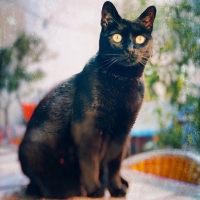 Chat
