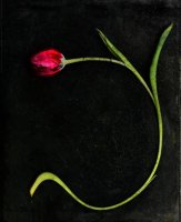 Tulipe 01