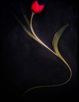Tulipes 08
