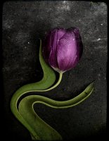 Tulipes 09