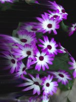 Fleurs bleues