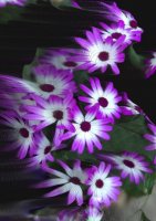 Fleurs bleues