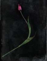 Tulipe 02