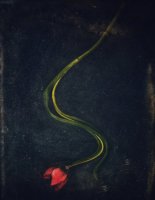 Tulipe 03