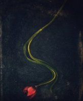 Tulipe 03
