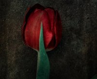 Tulipe 04