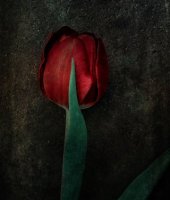 Tulipe 04