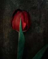 Tulipe 04