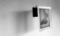 Accrochage papillon