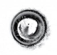 Tourbillon 11