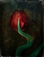 Tulipe 07