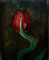 Tulipe 07