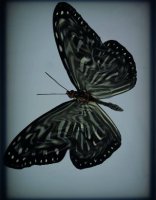 PAPILLON 1