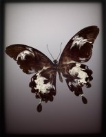 PAPILLON 2