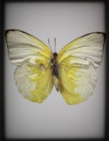 PAPILLON 4
