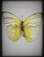 PAPILLON 4