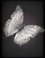 PAPILLON 5