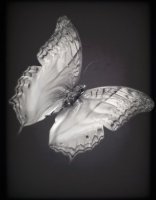 PAPILLON 5