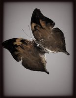 PAPILLON 6