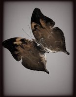 PAPILLON 6