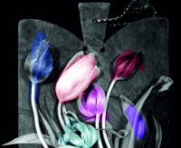 Planche tulipe