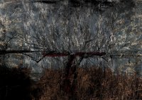 Tamaris paysage