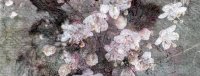 Bouquet ouverture
